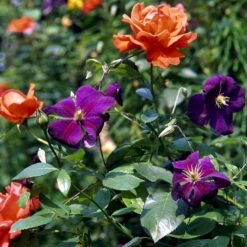 Klematis 'Jackmanii' Clematis Hybrid 'Jackmanii' Potte 2,0 Liter,- Opbundet -Osmo Salgsbutik p570 48579 clematis hybrid jackmanii 3e9a