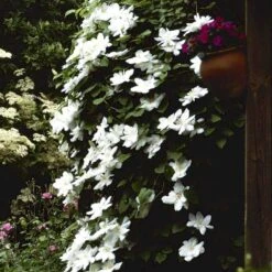 Fremhævede Produkter -Osmo Salgsbutik p571 48581 clematis hybrid madame le coultre 12a9