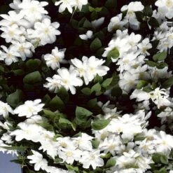 Klematis 'Madame Le Coultre' Clematis Hybrid 'Madame Le Coultre' Potte 2,0 Liter,- Opbundet -Osmo Salgsbutik p571 48582 clematis hybrid madame le coultre 5a13