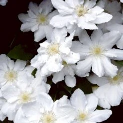 Klematis 'Madame Le Coultre' Clematis Hybrid 'Madame Le Coultre' Potte 2,0 Liter,- Opbundet -Osmo Salgsbutik p571 48583 clematis hybrid madame le coultre dd71