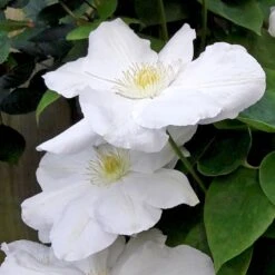 Klematis 'Madame Le Coultre' Clematis Hybrid 'Madame Le Coultre' Potte 2,0 Liter,- Opbundet -Osmo Salgsbutik p571 50571 clematis hybrid madame le coultre c14c