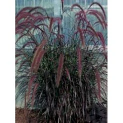 Lampepudsergræs 'Rubrum' Pennisetum Advena 'Rubrum' Potte 2 Liter. -Osmo Salgsbutik p5727 4253 pennisetum advena rubrum d79a