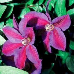 Klematis 'Mrs. N. Thompson' Clematis Hybrid 'Mrs. N. Thompson' Potte 2,0 Liter,- Opbundet 60-100 Cm -Osmo Salgsbutik p572 48589 clematis hybrid mrs n thompson 6054