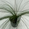 Fjergræs 'Pony Tails' Stipa Tenuissima 'Pony Tails' Potte 2 Liter.