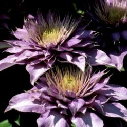 Klematis 'Multi Blue' Clematis Hybrid 'Multi Blue' Potte 2,0 Liter,- Opbundet -Osmo Salgsbutik p573 48591 clematis hybrid multi blue 9513