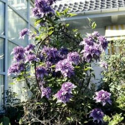 Klematis 'Multi Blue' Clematis Hybrid 'Multi Blue' Potte 2,0 Liter,- Opbundet -Osmo Salgsbutik p573 48592 clematis hybrid multi blue 72b5