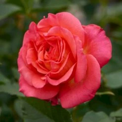 'Fabulous'™ Rosa X 'Fabulous'™ (Storblomstrende) A-Kvalitet,- Barrods Roser Min. 3 Grene -Osmo Salgsbutik p5743 51264 rosa x fabulous storblomstrende 8a5a