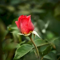 'Fabulous'™ Rosa X 'Fabulous'™ (Storblomstrende) A-Kvalitet,- Barrods Roser Min. 3 Grene -Osmo Salgsbutik p5743 51265 rosa x fabulous storblomstrende 57df