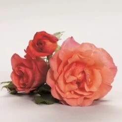 'Fabulous'™ Rosa X 'Fabulous'™ (Storblomstrende) A-Kvalitet,- Barrods Roser Min. 3 Grene -Osmo Salgsbutik p5743 51266 rosa x fabulous storblomstrende 52b0