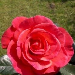 'Fabulous'™ Rosa X 'Fabulous'™ (Storblomstrende) A-Kvalitet,- Barrods Roser Min. 3 Grene -Osmo Salgsbutik p5743 51267 rosa x fabulous storblomstrende c134