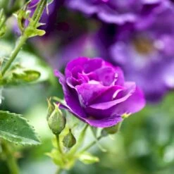 'Rhapsody In Blue' Rosa X 'Rhapsody In Blue' (Buketrose) A-Kvalitet,- Barrods Roser Min. 3 Grene -Osmo Salgsbutik p5748 52506 rosa x rhapsody in blue buskrose 458c