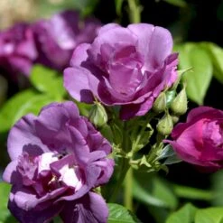 'Rhapsody In Blue' Rosa X 'Rhapsody In Blue' (Buketrose) A-Kvalitet,- Barrods Roser Min. 3 Grene -Osmo Salgsbutik p5748 52507 rosa x rhapsody in blue buskrose f840
