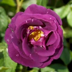 'Rhapsody In Blue' Rosa X 'Rhapsody In Blue' (Buketrose) A-Kvalitet,- Barrods Roser Min. 3 Grene -Osmo Salgsbutik p5748 52508 rosa x rhapsody in blue buskrose adcd