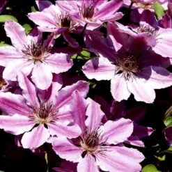 Klematis 'Nelly Moser' Clematis Hybrid 'Nelly Moser' Potte 2,0 Liter,- Opbundet 60-100 Cm -Osmo Salgsbutik p574 48595 clematis hybrid nelly moser 5e1a