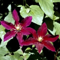 Klematis 'Niobe' Clematis Hybrid 'Niobe' Potte 2,0 Liter,- Opbundet -Osmo Salgsbutik p575 48597 clematis hybrid niobe dfe8