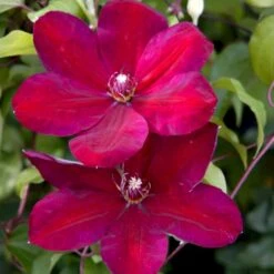 Klematis 'Niobe' Clematis Hybrid 'Niobe' Potte 2,0 Liter,- Opbundet -Osmo Salgsbutik p575 48598 clematis hybrid niobe 2bb2