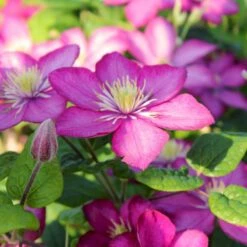 Klematis 'Ville De Lyon' Clematis Hybrid 'Ville De Lyon' Potte 2,0 Liter,- Opbundet