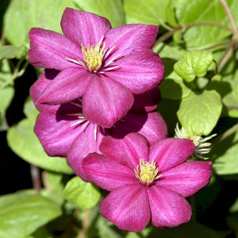 Klematis 'Ville De Lyon' Clematis Hybrid 'Ville De Lyon' Potte 2,0 Liter,- Opbundet 2 Klematis 'Ville De Lyon' Clematis Hybrid 'Ville De Lyon' Potte 2,0 Liter,- Opbundet - Billede 2