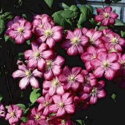 Klematis 'Ville De Lyon' Clematis Hybrid 'Ville De Lyon' Potte 2,0 Liter,- Opbundet 7 Klematis 'Ville De Lyon' Clematis Hybrid 'Ville De Lyon' Potte 2,0 Liter,- Opbundet -Osmo Salgsbutik p577 48611 clematis hybrid ville de lyon cb76