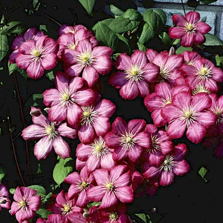 Klematis 'Ville De Lyon' Clematis Hybrid 'Ville De Lyon' Potte 2,0 Liter,- Opbundet 3 Klematis 'Ville De Lyon' Clematis Hybrid 'Ville De Lyon' Potte 2,0 Liter,- Opbundet - Billede 3