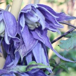 Småblomstrende Klematis Clematis Macropetala Potte 2,0 Liter,- Opbundet 60-100 Cm -Osmo Salgsbutik p580 50576 clematis macropetala b7c2