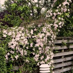 Bjerg-Skovranke 'Rubens' Clematis Montana 'Rubens' Potte 5,0 Liter,- Opbundet 100-150 Cm. -Osmo Salgsbutik p584 48643 clematis montana rubens 886f