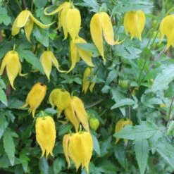 Guld-Skovranke Clematis Tangutica Potte 2,0 Liter,- Opbundet
