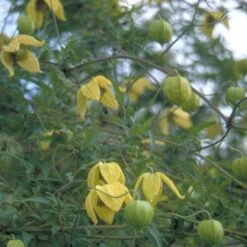 Guld-Skovranke Clematis Tangutica Potte 2,0 Liter,- Opbundet -Osmo Salgsbutik p587 48656 clematis tangutica 936b