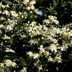 Almindelig Skovranke Clematis Vitalba Potte 2,0 Liter,- Opbundet 60-100 Cm -Osmo Salgsbutik p588 48660 clematis vitalba 8b68