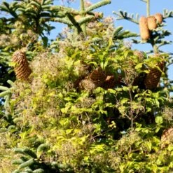 Almindelig Skovranke Clematis Vitalba Potte 2,0 Liter,- Opbundet 60-100 Cm -Osmo Salgsbutik p588 48661 clematis vitalba 58c9