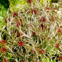 Almindelig Skovranke Clematis Vitalba Potte 2,0 Liter,- Opbundet 60-100 Cm -Osmo Salgsbutik p588 48662 clematis vitalba 11fd