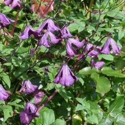 Italiensk Skovranke Clematis Viticella Potte 2,0 Liter,- Opbundet -Osmo Salgsbutik p589 50585 clematis viticella 9474