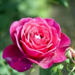 'Tantau Rose Goethe'® Rosa X 'Tantau Rose Goethe'® (Storblomstrende) A-Kvalitet,- Barrods Roser Min. 3 Grene -Osmo Salgsbutik p5908 53287 rosa x tantau rose goethe storblomstrende 3028