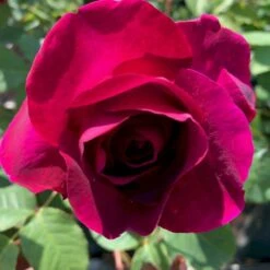 'Tantau Rose Goethe'® Rosa X 'Tantau Rose Goethe'® (Storblomstrende) A-Kvalitet,- Barrods Roser Min. 3 Grene -Osmo Salgsbutik p5908 53288 rosa x tantau rose goethe storblomstrende 72dd