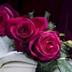 'Tantau Rose Goethe'® Rosa X 'Tantau Rose Goethe'® (Storblomstrende) A-Kvalitet,- Barrods Roser Min. 3 Grene -Osmo Salgsbutik p5908 53990 rosa x tantau rose goethe storblomstrende e7f3