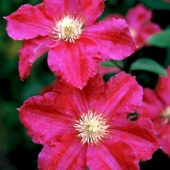 Klematis 'Ernest Markham' Clematis Hybrid 'Ernest Markham' Potte 2,0 Liter,- Opbundet -Osmo Salgsbutik p590 48571 clematis ernest markham 397e