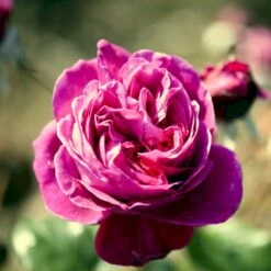 'Natalie™ Renaissance'® Rosa X 'Natalie™ Renaissance'® (Renaissancerose) A-Kvalitet,- Barrods Roser Min. 3 Grene -Osmo Salgsbutik p5910 52181 rosa x natalie renaissance renaissancerose c76b