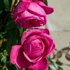 'Natalie™ Renaissance'® Rosa X 'Natalie™ Renaissance'® (Renaissancerose) A-Kvalitet,- Barrods Roser Min. 3 Grene -Osmo Salgsbutik p5910 52182 rosa x natalie renaissance renaissancerose 2bf4