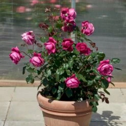 'Natalie™ Renaissance'® Rosa X 'Natalie™ Renaissance'® (Renaissancerose) A-Kvalitet,- Barrods Roser Min. 3 Grene -Osmo Salgsbutik p5910 52183 rosa x natalie renaissance renaissancerose 6836