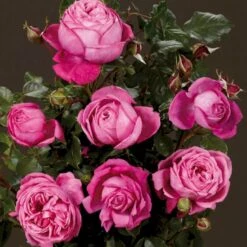 'Natalie™ Renaissance'® Rosa X 'Natalie™ Renaissance'® (Renaissancerose) A-Kvalitet,- Barrods Roser Min. 3 Grene -Osmo Salgsbutik p5910 52185 rosa x natalie renaissance renaissancerose df01