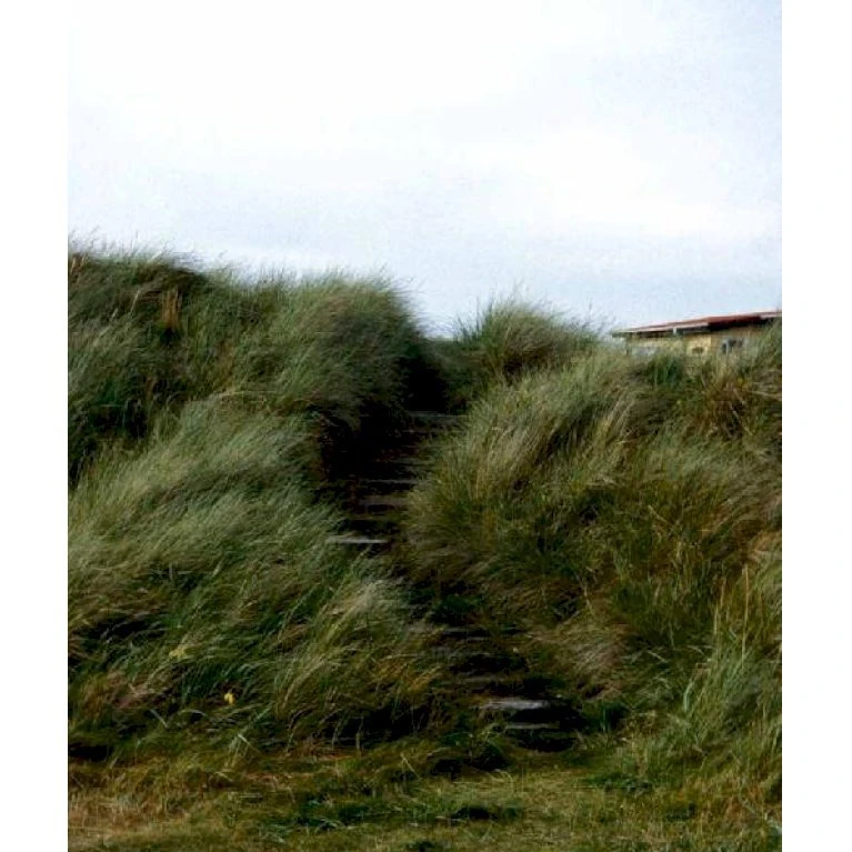 Sandhjælme Ammophila Arenaria 10 Cm Potte 2 Sandhjælme Ammophila Arenaria 10 Cm Potte - Billede 2