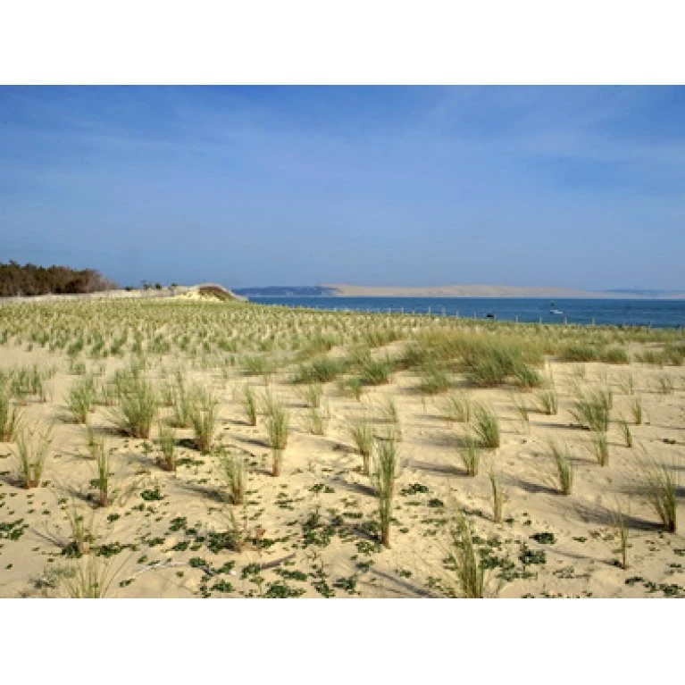 Sandhjælme Ammophila Arenaria 10 Cm Potte 1 Sandhjælme Ammophila Arenaria 10 Cm Potte
