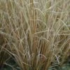 Star 'Red Rooster' Carex Buchananii 'Red Rooster' Potte 2 Liter.