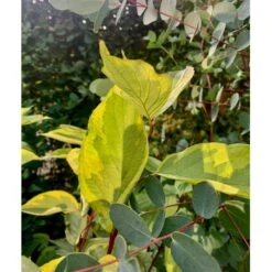 Gulbroget Kornel 'Gouchaultii' Cornus Alba 'Gouchaultii' Potte 6,5 Liter 60-80 Cm. 7 Gulbroget Kornel 'Gouchaultii' Cornus Alba 'Gouchaultii' Potte 6,5 Liter 60-80 Cm. -Osmo Salgsbutik p606 36624 cornus alba gouchaultii b9e2