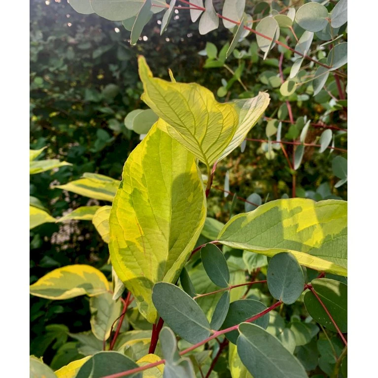 Gulbroget Kornel 'Gouchaultii' Cornus Alba 'Gouchaultii' Potte 6,5 Liter 60-80 Cm. 3 Gulbroget Kornel 'Gouchaultii' Cornus Alba 'Gouchaultii' Potte 6,5 Liter 60-80 Cm. - Billede 3