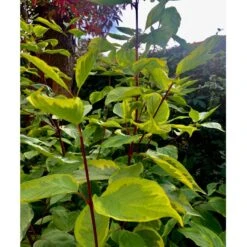 Gulbroget Kornel 'Gouchaultii' Cornus Alba 'Gouchaultii' Potte 6,5 Liter 60-80 Cm. 8 Gulbroget Kornel 'Gouchaultii' Cornus Alba 'Gouchaultii' Potte 6,5 Liter 60-80 Cm. -Osmo Salgsbutik p606 36625 cornus alba gouchaultii a904