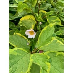 Gulbroget Kornel 'Gouchaultii' Cornus Alba 'Gouchaultii' Potte 6,5 Liter 60-80 Cm. 9 Gulbroget Kornel 'Gouchaultii' Cornus Alba 'Gouchaultii' Potte 6,5 Liter 60-80 Cm. -Osmo Salgsbutik p606 36626 cornus alba gouchaultii 7a38