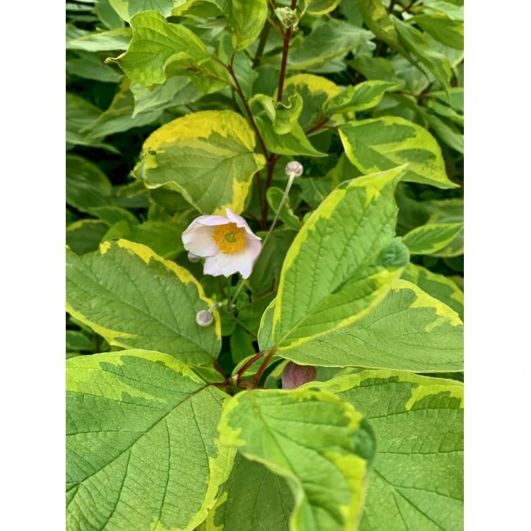 Gulbroget Kornel 'Gouchaultii' Cornus Alba 'Gouchaultii' Potte 6,5 Liter 60-80 Cm. 5 Gulbroget Kornel 'Gouchaultii' Cornus Alba 'Gouchaultii' Potte 6,5 Liter 60-80 Cm. - Billede 5