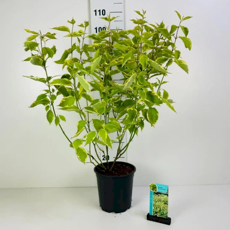 Gulbroget Kornel 'Gouchaultii' Cornus Alba 'Gouchaultii' Potte 6,5 Liter 60-80 Cm. 1 Gulbroget Kornel 'Gouchaultii' Cornus Alba 'Gouchaultii' Potte 6,5 Liter 60-80 Cm.