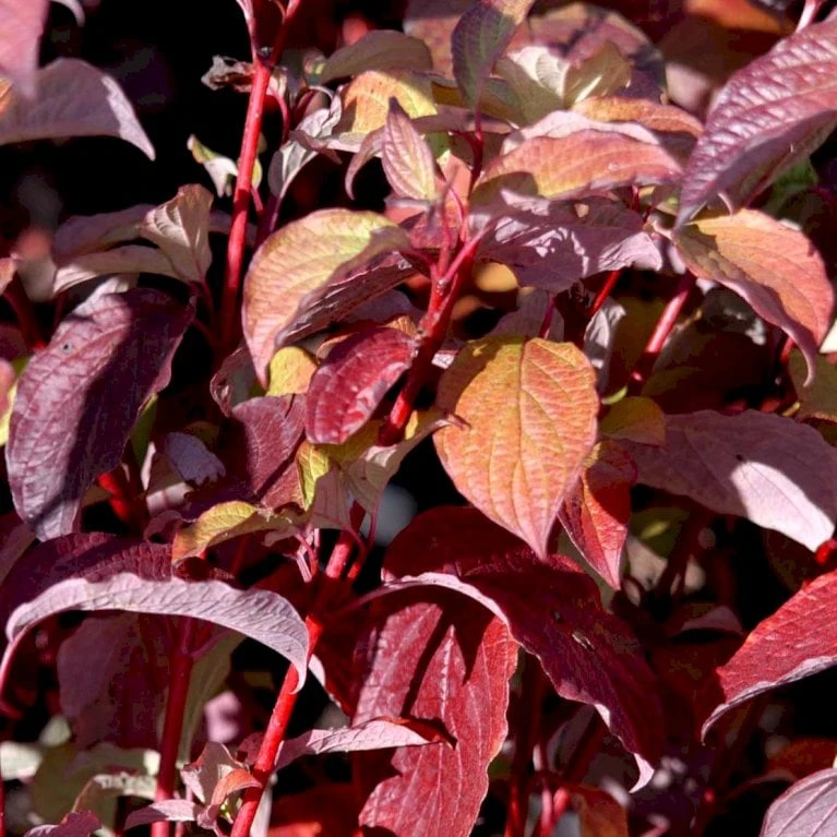 Rødgrenet Kornel 'Sibirica' Cornus Alba 'Sibirica' Barrods,- 1 års (0/1) 50-80 Cm. 1 Rødgrenet Kornel 'Sibirica' Cornus Alba 'Sibirica' Barrods,- 1 års (0/1) 50-80 Cm.